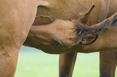 A brown foal suckling his mother Stock Photo - Budget Royalty-Free & Subscription, Code: 400-05106444
