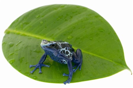 poisonous frog - Dendrobates tinctorius on damp to a leaf, isolated over white Photographie de stock - Aubaine LD & Abonnement, Code: 400-05106504