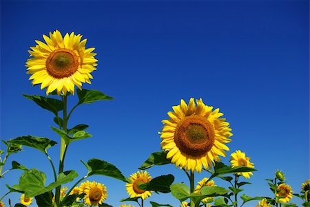 simsearch:400-04742969,k - sunflower field over  blue sky Stockbilder - Microstock & Abonnement, Bildnummer: 400-05106943