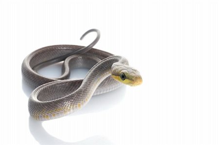 pythonschlange - Silver phase red-tailed Rat snake against white background. Stockbilder - Microstock & Abonnement, Bildnummer: 400-05106978