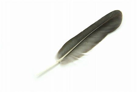 falling feathers - black feather isolated on white background Stock Photo - Budget Royalty-Free & Subscription, Code: 400-05107528