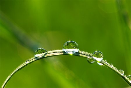 dew drops on green stem - Dew drop on a blade of grass Stock Photo - Budget Royalty-Free & Subscription, Code: 400-05107537