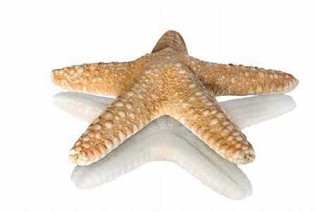 simsearch:400-05077592,k - Starfish isolated on white background Foto de stock - Royalty-Free Super Valor e Assinatura, Número: 400-05107927