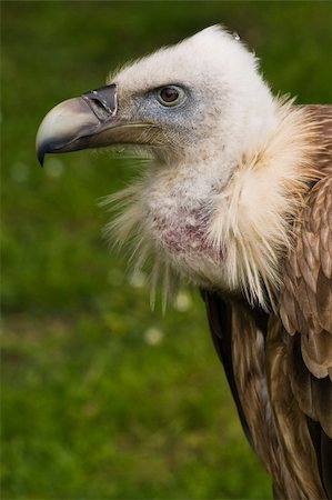 fischadler - Portrait of Griffon vulture in side angle view Stockbilder - Microstock & Abonnement, Bildnummer: 400-05107948