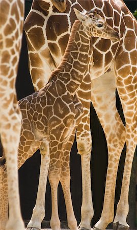 New born baby giraffe standing between the long legs of his family Stock Photo - Budget Royalty-Free & Subscription, Code: 400-05107949