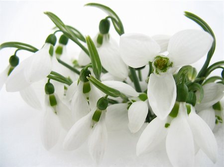 snowdrops in snow Stock Photo - Budget Royalty-Free & Subscription, Code: 400-05108505