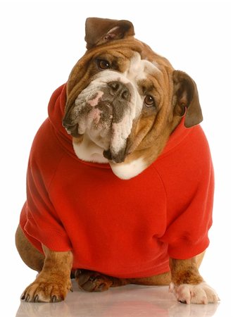 fat dog - adorable english bulldog sitting wearing red sweater isolated on white background Stock Photo - Budget Royalty-Free & Subscription, Code: 400-05109031