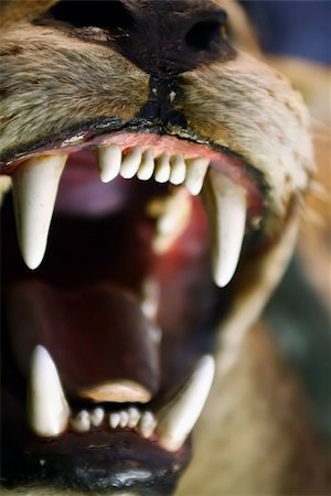 Animal carnivore Photographie de stock - Aubaine LD & Abonnement, Code: 400-05109308