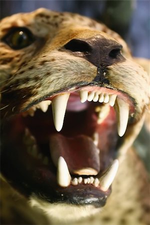 Carnivore animal Photographie de stock - Aubaine LD & Abonnement, Code: 400-05109415