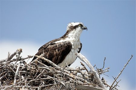 fischadler - Osprey (pandion haliaetus) guarding her nest with a blue sky background Stockbilder - Microstock & Abonnement, Bildnummer: 400-05109516