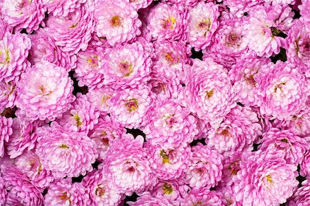 simsearch:400-04475956,k - Beautiful magenta chrysanthemum flower autumn vivid background (with dew) Photographie de stock - Aubaine LD & Abonnement, Code: 400-05109557
