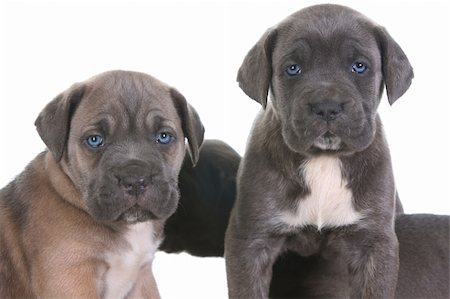 portrait of cane corso puppy - beautiful young puppy italian mastiff cane corso ( 5 weeks ) Stock Photo - Budget Royalty-Free & Subscription, Code: 400-05109812