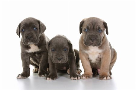 beautiful young puppy italian mastiff cane corso ( 5 weeks ) Foto de stock - Super Valor sin royalties y Suscripción, Código: 400-05109820