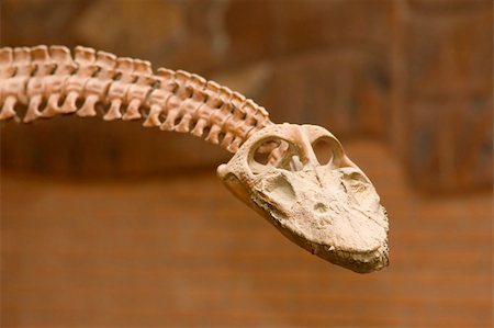 darwin - dinosaur skull in paleontological  museum Photographie de stock - Aubaine LD & Abonnement, Code: 400-05109848