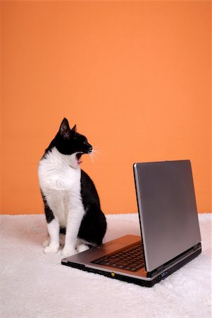 Cat yawning about the laptop on an orange background Stock Photo - Budget Royalty-Free & Subscription, Code: 400-05100057