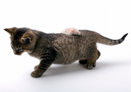 simsearch:700-00085281,k - Small cute cat with mouse Stock Photo - Budget Royalty-Free & Subscription, Code: 400-05100062