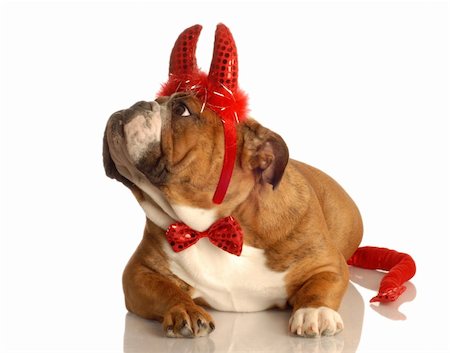 english bulldog dressed up as a red devil Fotografie stock - Microstock e Abbonamento, Codice: 400-05100688