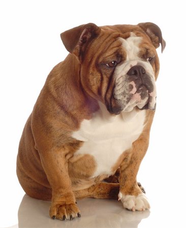 simsearch:400-04576043,k - red brindle english bulldog sitting isolated on white background Stock Photo - Budget Royalty-Free & Subscription, Code: 400-05100689