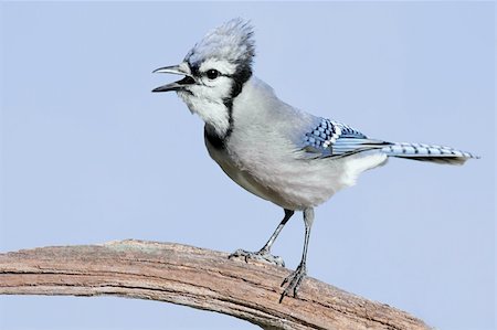 simsearch:400-04115071,k - Blue Jay (corvid cyanocitta) perched on a stump with a blue sky background Photographie de stock - Aubaine LD & Abonnement, Code: 400-05101190