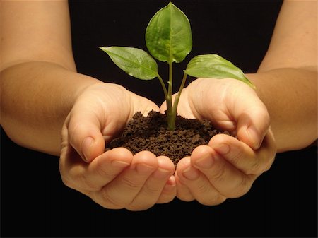 Hands holding sapling in soil Stock Photo - Budget Royalty-Free & Subscription, Code: 400-05101371
