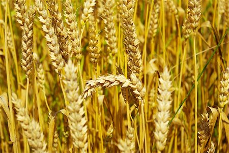 simsearch:400-08977636,k - grain ready for harvest growing in a farm field Stock Photo - Budget Royalty-Free & Subscription, Code: 400-05101386