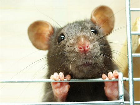 ratazana - funny black rat sits in cage Foto de stock - Royalty-Free Super Valor e Assinatura, Número: 400-05101380