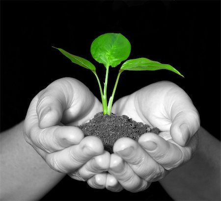 environmental safety business - Plant between hands on black Stock Photo - Budget Royalty-Free & Subscription, Code: 400-05101393