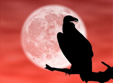 simsearch:400-07210457,k - Eagle silhouette in the moon and in the night Foto de stock - Royalty-Free Super Valor e Assinatura, Número: 400-05101653