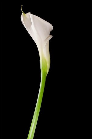 simsearch:400-04095393,k - White calla lily isolated on black Fotografie stock - Microstock e Abbonamento, Codice: 400-05101693