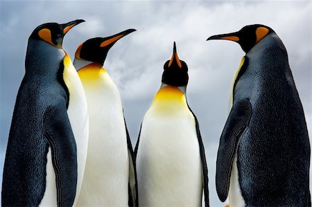 simsearch:400-08430082,k - King Penguins in the Falkland Islands Foto de stock - Super Valor sin royalties y Suscripción, Código: 400-05101967