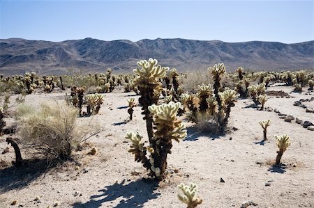 Cholla cactus garden USA Stock Photo - Budget Royalty-Free & Subscription, Code: 400-05102069