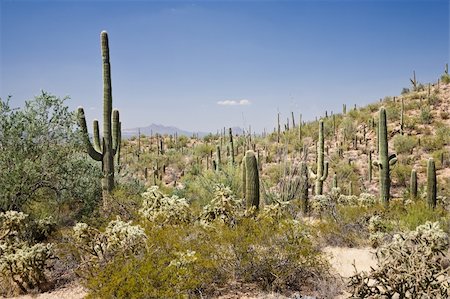 saguaro cactus - Saguaro National Park Arizona Photographie de stock - Aubaine LD & Abonnement, Code: 400-05102078