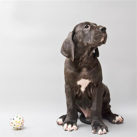 small to big dogs - Puppy of a German mastiff. Studio shooting. Grey background. Foto de stock - Super Valor sin royalties y Suscripción, Código: 400-05102280