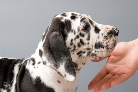 simsearch:400-08731392,k - Puppy of a German mastiff.  Studio shooting. Grey background. Stockbilder - Microstock & Abonnement, Bildnummer: 400-05102282