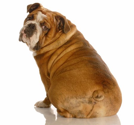 fat dog - english bulldog sitting with back turned towards the camera Stock Photo - Budget Royalty-Free & Subscription, Code: 400-05102485