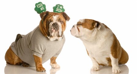 simsearch:400-04575931,k - St. Patricks Day bulldogs sharing a little Irish love Photographie de stock - Aubaine LD & Abonnement, Code: 400-05102487