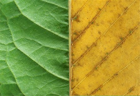 structure of leaf natural background Stock Photo - Budget Royalty-Free & Subscription, Code: 400-05102569