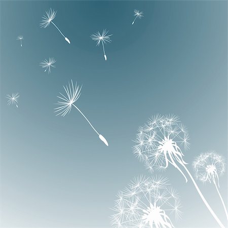 silhouettes of three dandelions in the wind Stock Photo - Budget Royalty-Free & Subscription, Code: 400-05102931