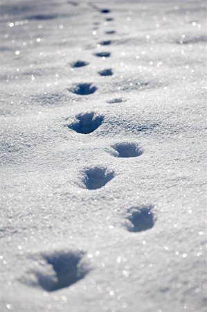 animal footprints in the snow Stockbilder - Microstock & Abonnement, Bildnummer: 400-05103267