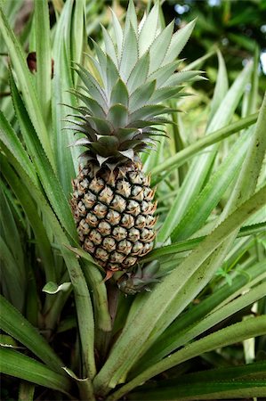 pineapple growing - Pineapple on the plant Stock Photo - Budget Royalty-Free & Subscription, Code: 400-05103619