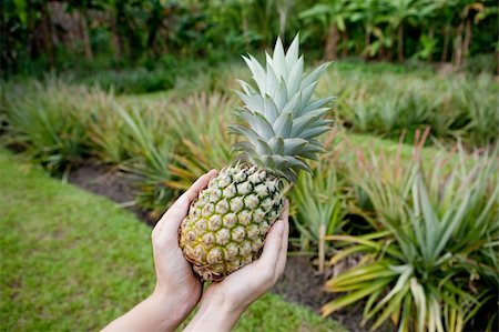 pineapple growing - Fresh Pineapple held in hands in a pineapple garden Stock Photo - Budget Royalty-Free & Subscription, Code: 400-05103620