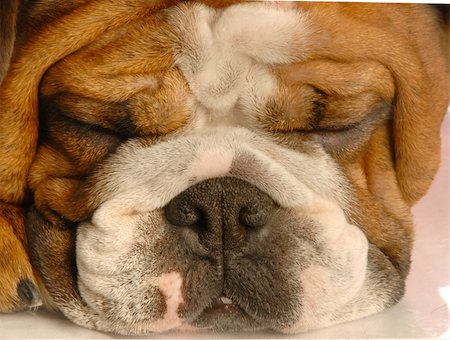 simsearch:400-04576043,k - close up of red brindle english bulldog face sleeping Stock Photo - Budget Royalty-Free & Subscription, Code: 400-05103666