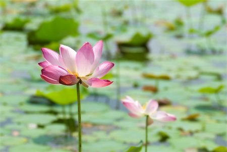 simsearch:851-02959686,k - Pink lotus at a pond Photographie de stock - Aubaine LD & Abonnement, Code: 400-05103709