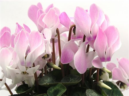 Cyclamen with many pink and white blooms Photographie de stock - Aubaine LD & Abonnement, Code: 400-05114081