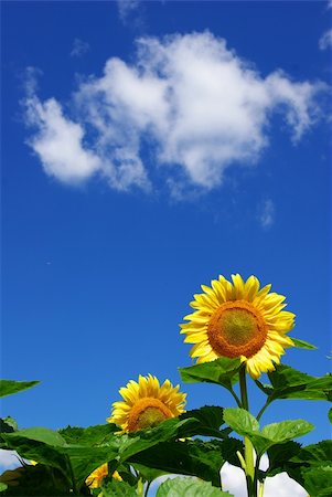 simsearch:400-04742969,k - sunflower field over cloudy blue sky Stockbilder - Microstock & Abonnement, Bildnummer: 400-05114118