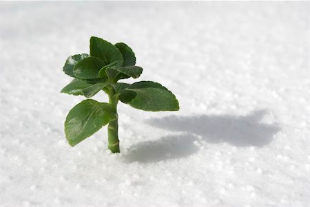 green plant growing through the snow Stock Photo - Budget Royalty-Free & Subscription, Code: 400-05114129