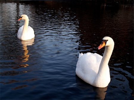 Mute swans on a lake on the island Usedom, Germany Stock Photo - Budget Royalty-Free & Subscription, Code: 400-05114301