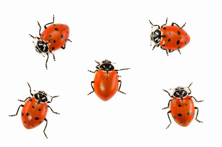 south12th (artist) - Rebellious Ladybug Without Spots Amongst Others With Them Photographie de stock - Aubaine LD & Abonnement, Code: 400-05114385