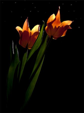 Orange tulips illuminated by moon light in night Stock Photo - Budget Royalty-Free & Subscription, Code: 400-05114380