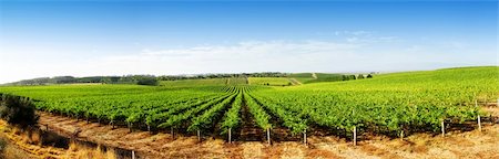 Vineyard Panorama in the Adelaide Hills Foto de stock - Super Valor sin royalties y Suscripción, Código: 400-05114609